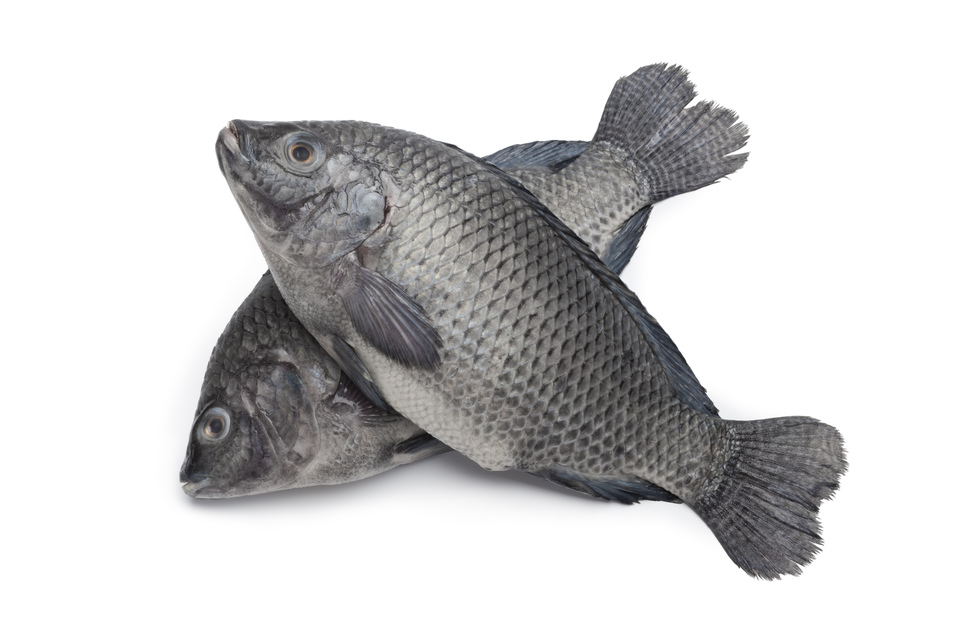 Why Is The Tilapia Fish Bad For You? - Smart Salad